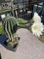 Preview: Echinopsis Hybr. weiss